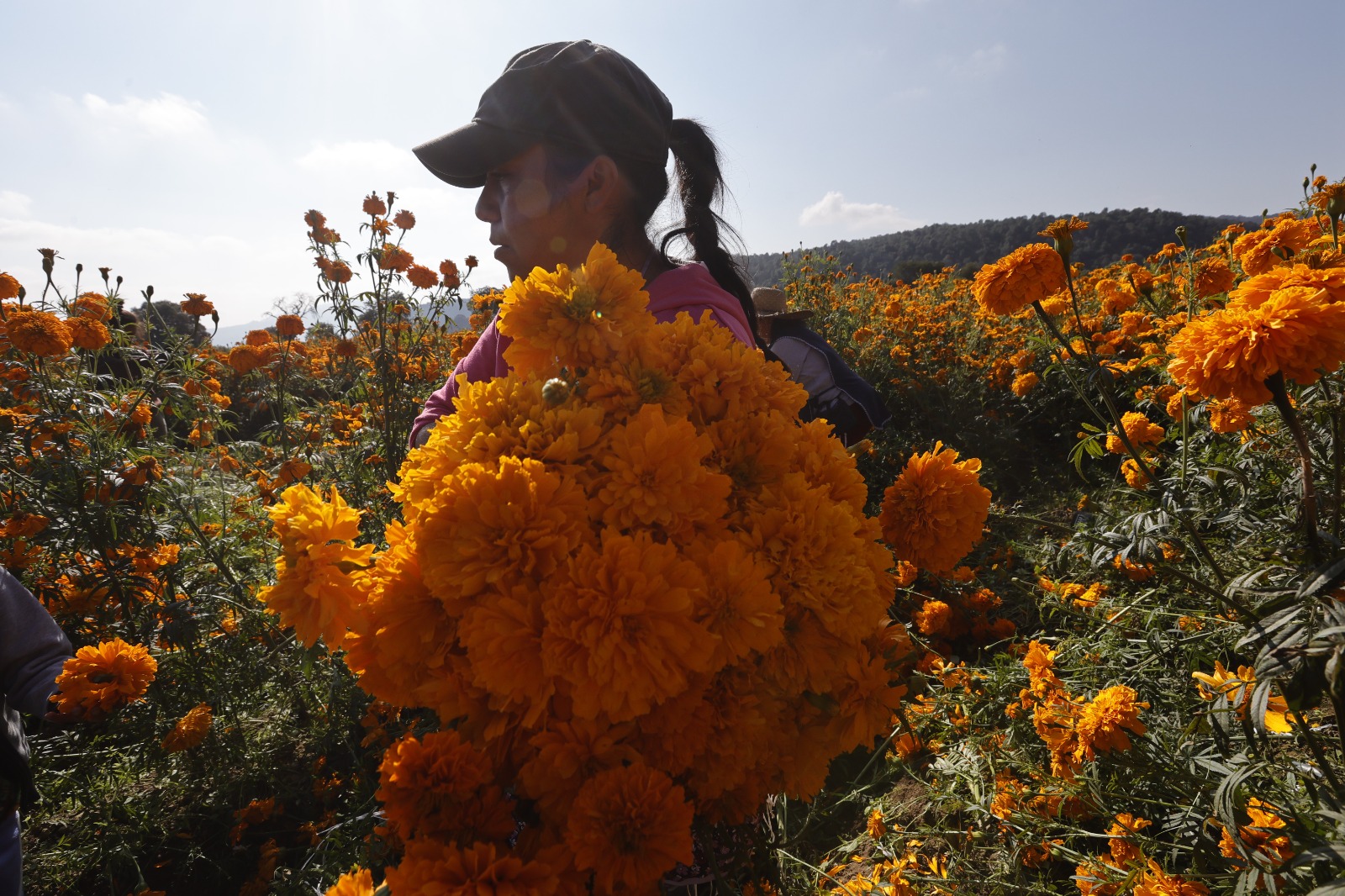 La flor de cempasúchil es utilizada como decoración y parte esencial de la cultura en la festividad de Día de Muertos. Foto Jorge Alvarado