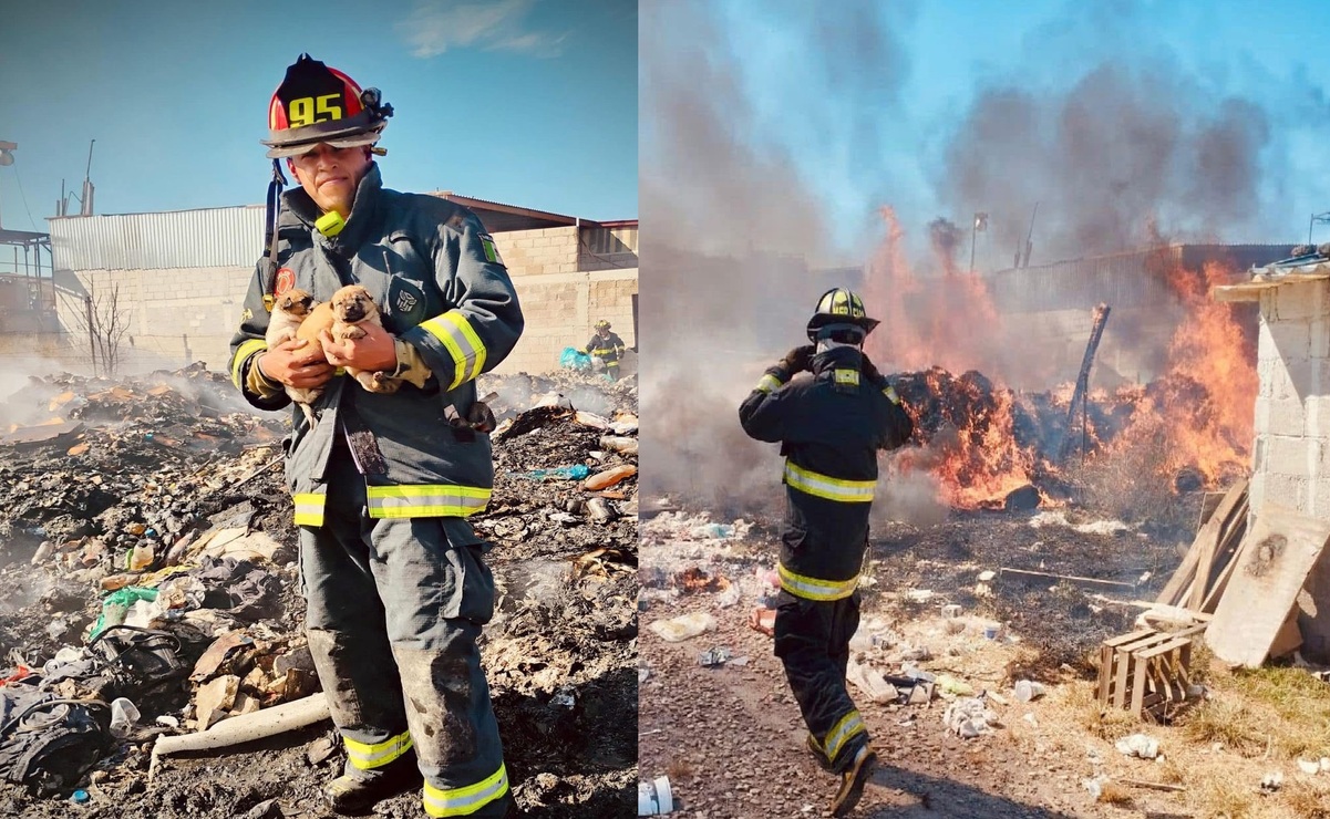 Durante las labores para sofocar el incendio, los bomberos pudieron rescatar a 10 cachorros mestizos. Foto: Especial