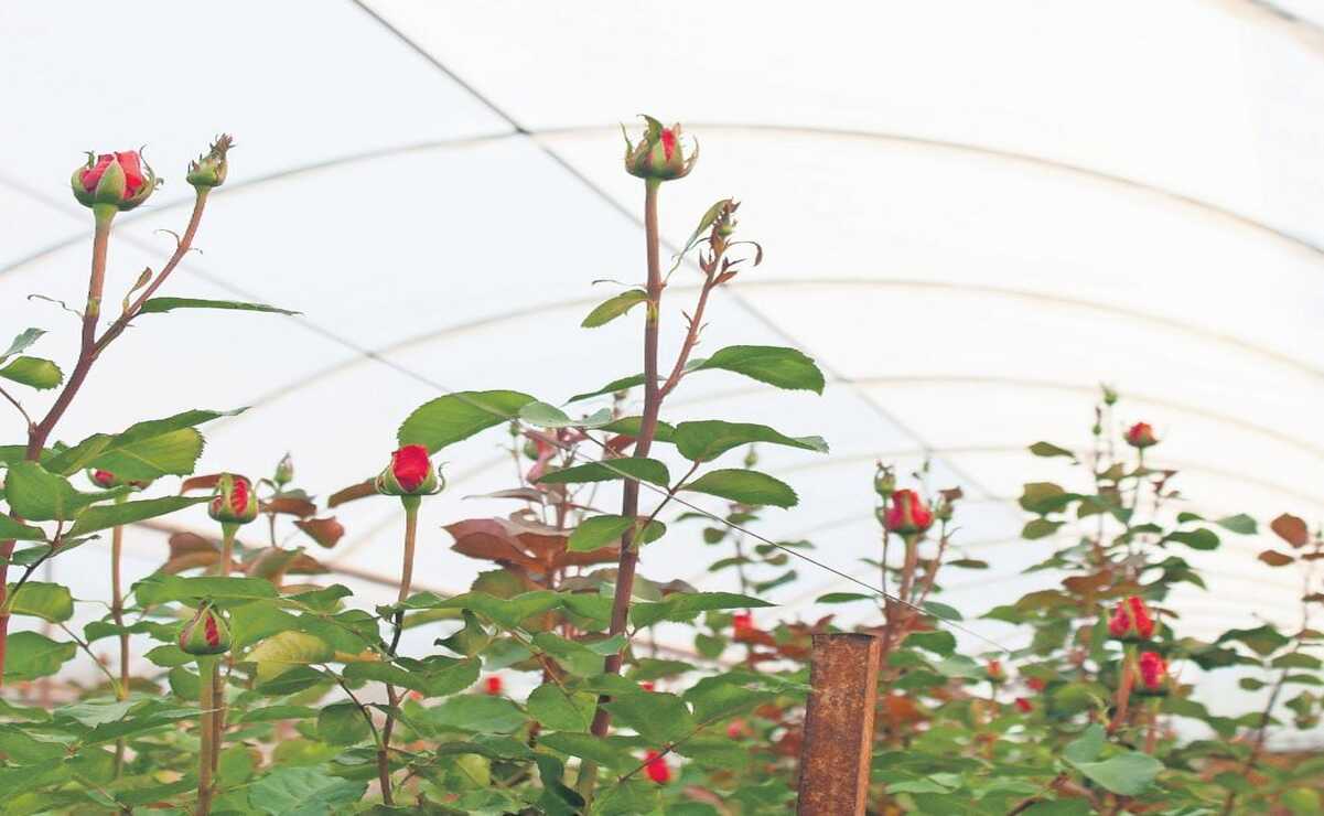 Cerca de 8,220 hectáreas son destinadas a la producción de plantas ornamentales. Foto: Arturo Hernández  / El Universal Estado de México