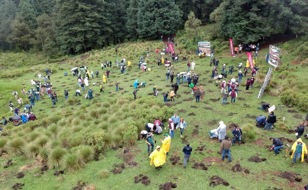 La restauración ecológica no consiste únicamente en plantar árboles, sino en recuperar la salud de todo un entorno. Foto: Especial