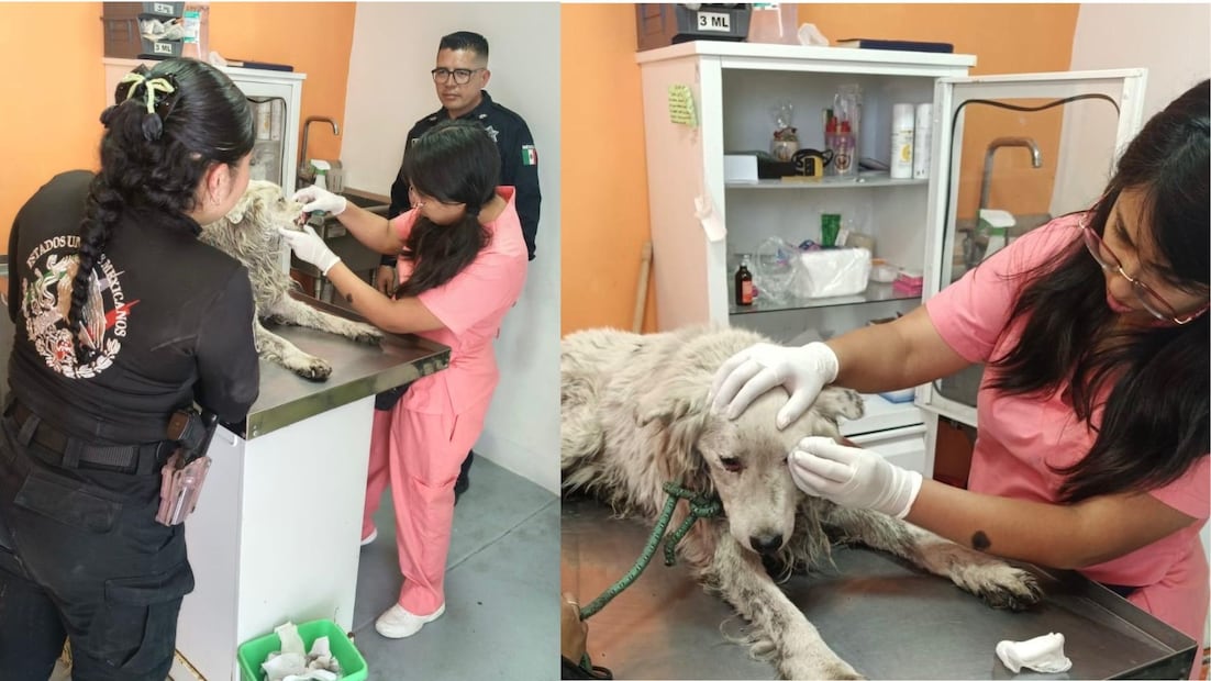 El can fue trasladado al Centro de Bienestar Animal para su atención. Foto especial