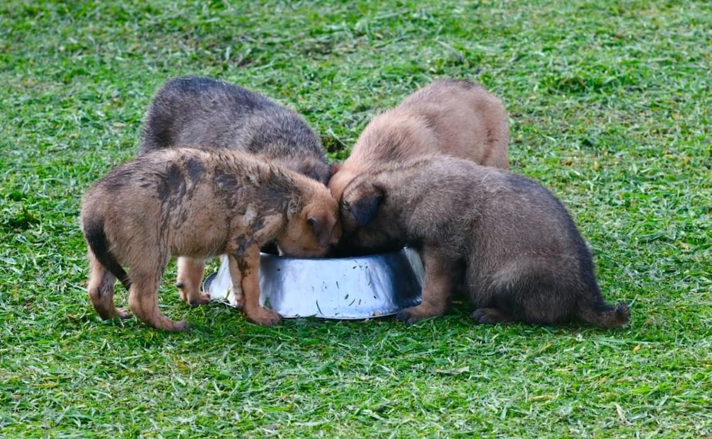 Ron, Whisky, Dana y Mía son los cuatro cachorros de Pastor Belga Malinois rescatados por elementos de la SSEM en Lerma. Foto Especial