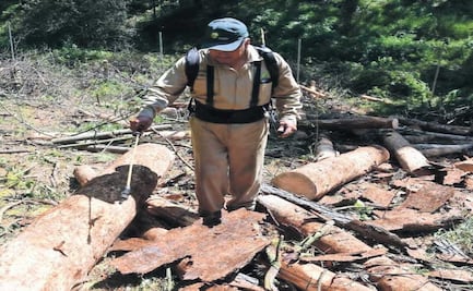 Bosques del Edomex en riesgo por plagas ante sequía y cambio climático