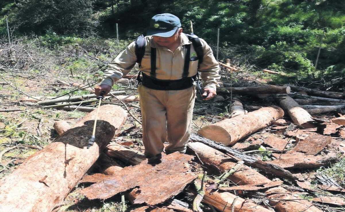 En el 2024, las autoridades estuvieron cerca de hacer una “declaratoria de emergencia de sanidad”  por las plagas. Foto: Especial
