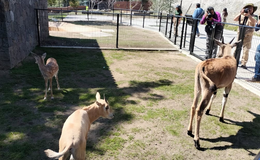 Los dormitorios de los animales cuentan con sistemas de calefacción e higrómetros para mantener una temperatura de confort superior a los 15°C. Foto Alma Rodríguez / El Universal