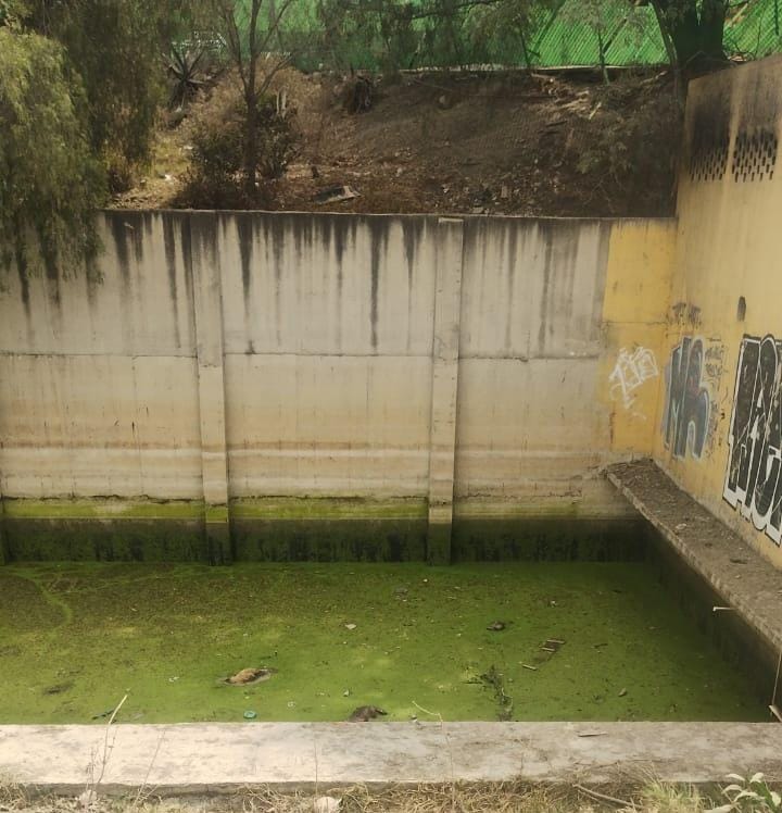 Tras la muerte de varios perros en una planta abandonada, las autoridades inician el desfogue y buscan soluciones para evitar futuros incidentes. Foto Especial