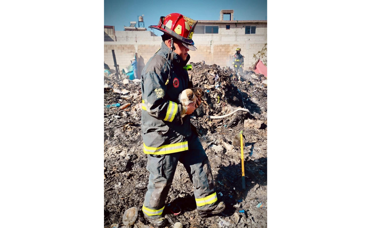 Los 10 cachorros mestizos se encontraban entre la maleza, por lo que los bomberos los rescataron del fuego. Foto: Especial
