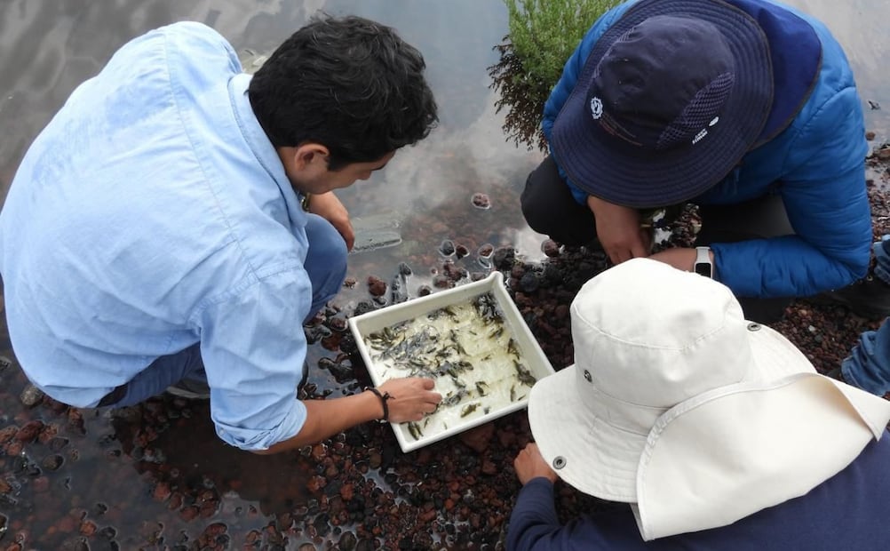 Las labores de rescate en el Área Natural Protegida permitieron la recuperación de espejos de agua en más de mil 200 hectáreas del extinto proyecto aeroportuario. Foto Especial