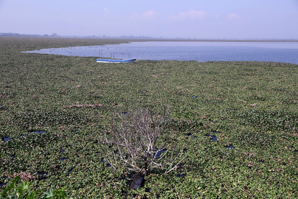 El lirio seco acumulado en el bordo de la laguna representa un riesgo de incendios, además de que la planta acumula metales pesados que pueden contaminar el aire si se queman. Foto Carlos Mejía