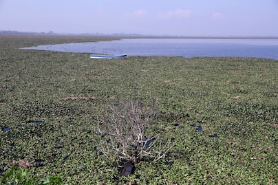 Laguna de Zumpango: Lirio acuático cubre el 50% del embalse y amenaza con secarlo