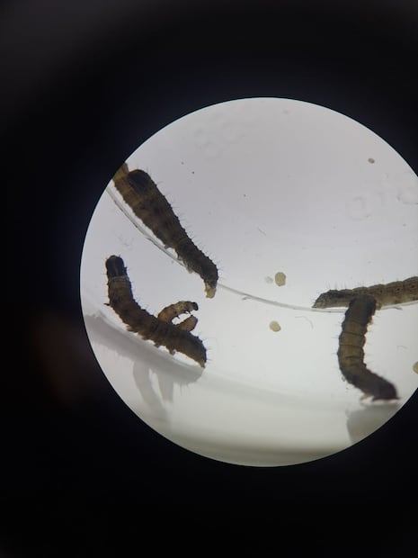 El gusano cogollero (Spodoptera frugiperda), capaz de devorar más del 50% de una cosecha de maíz si no se controla a tiempo. Foto Especial