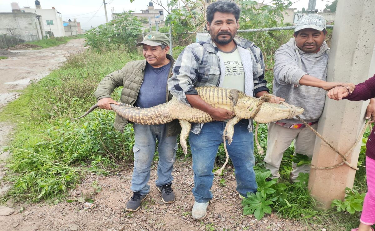 El alcalde Daniel Serrano Palacios confirmó que no hubo ninguna afectación a la población derivada de las capturas de los cocodrilos. Foto: Especial