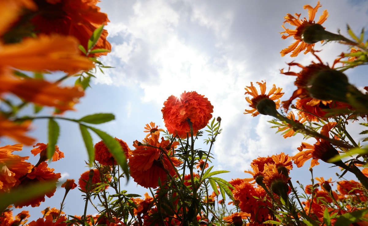 El cempasúchil es una flor que ocupa un lugar ancestral en la celebración del Día de Muertos en nuestro país. Foto: Alejandro Vargas.