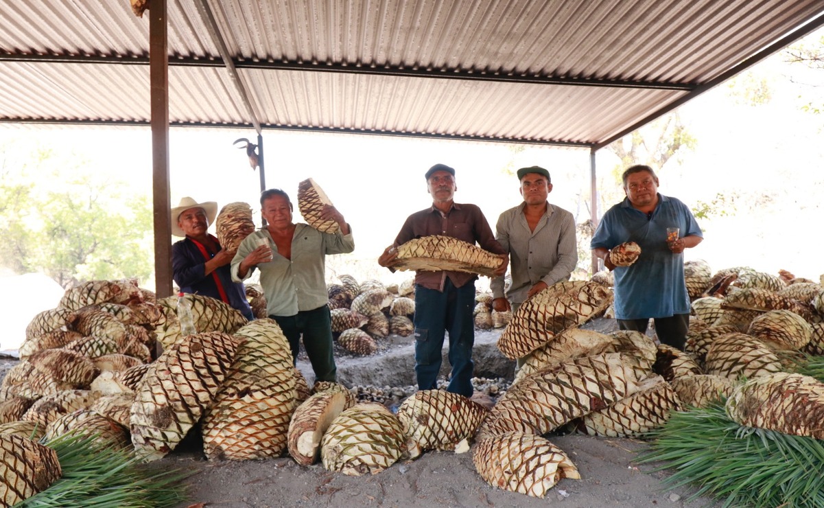 La producción de destilados de agave en el Estado de México se realiza principalmente en los municipios de Coatepec Harinas, Malinalco, Ocuilan, Tenancingo, Tonatico, Zacualpan y Zumpahuacán. Foto: Especial