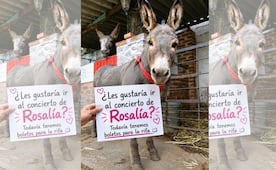 Burrolandia rifa boletos para ver a Rosalía y apoyar a 103 burros
