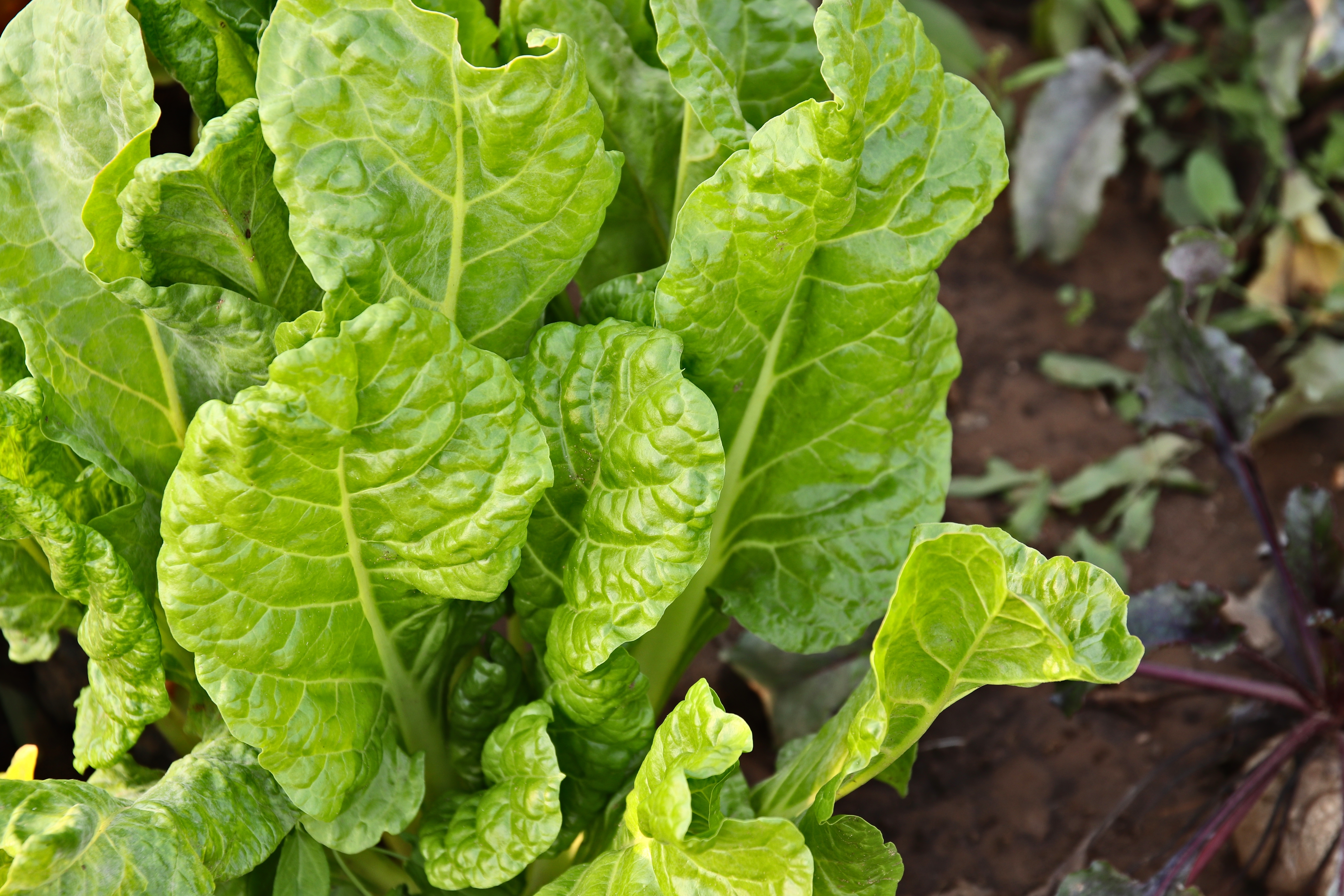 La acelga es una fuente importante de vitaminas A, C, K y del complejo B. Foto Especial