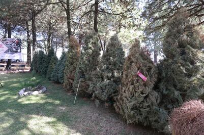 Edomex lanza campaña de reciclaje navideño en 4 municipios