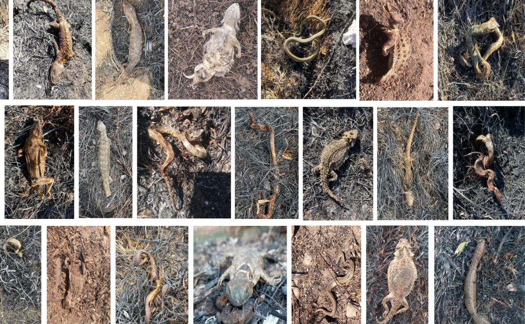 Área quemada en el Parque Sierra Morelos, evidenciando el impacto de los incendios en la fauna. Foto: Especial