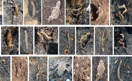 Toluca: Hallan 60 ejemplares quemados en el Parque Sierra Morelos en un año