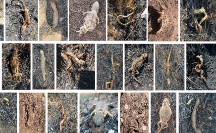 Toluca: Hallan 60 ejemplares quemados en el Parque Sierra Morelos en un año