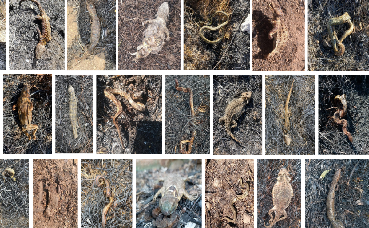 Toluca: Hallan 60 ejemplares quemados en el Parque Sierra Morelos en un año