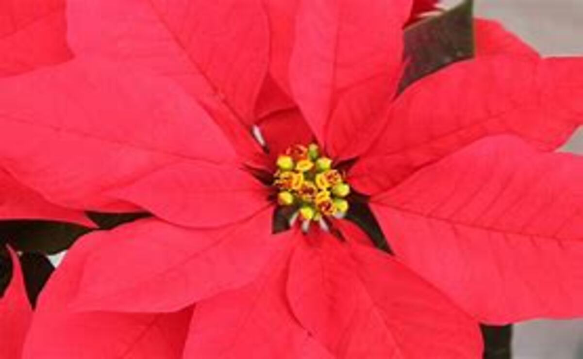 Se le conoce son: Flor de Pascua, Estrella Capital, Flor de Navidad y Pastora, entre muchos otros / Foto Especial