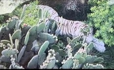 Suman cuarto día de búsqueda del tigre de bengala que escapó en Tepetlaoxtoc