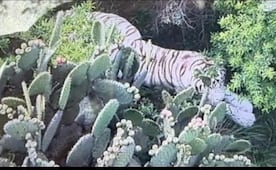 Suman cuarto día de búsqueda del tigre de bengala que escapó en Tepetlaoxtoc