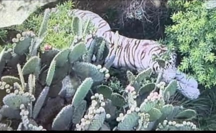 Suman cuarto día de búsqueda del tigre de bengala que escapó en Tepetlaoxtoc
