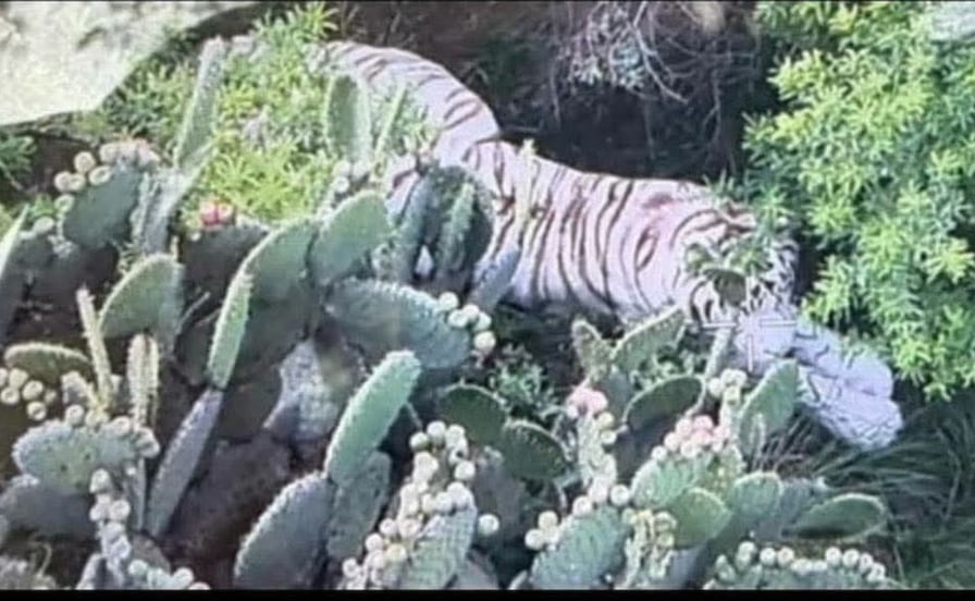 Suman cuarto día de búsqueda del tigre de bengala que escapó en Tepetlaoxtoc