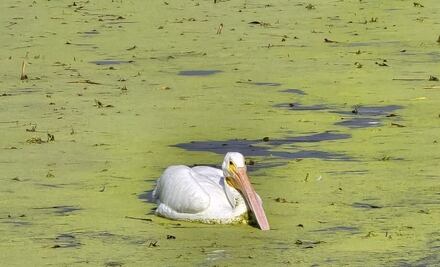 Cuautitlán Izcalli: Llegaron pelícanos al Lago de los Lirios, pero no para quedarse