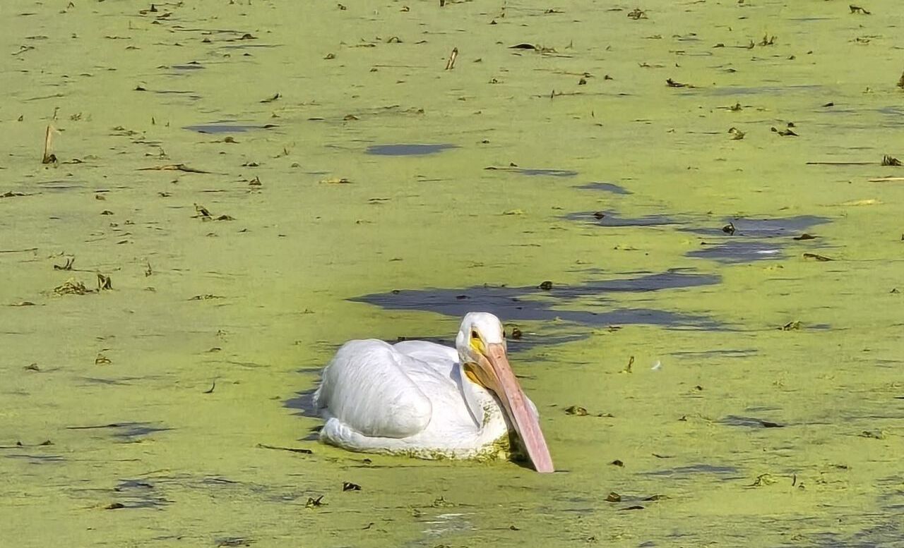 Cuautitlán Izcalli: Llegaron pelícanos al Lago de los Lirios, pero no para quedarse