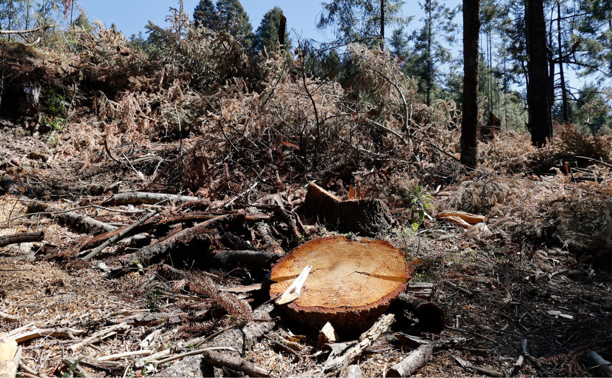 La implementación de sustancias ha sido una medida preventiva para que las plantaciones no sean “invadidas” por el gusano y evitar el corte de los árboles. Foto: Alejandro Vargas