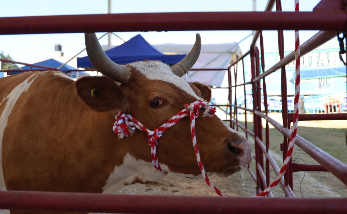 Productores, expertos y público en general se reúnen en la Feria Agropecuaria de Almoloya de Juárez para celebrar la riqueza agrícola de la región Foto: Roberto Guerrero