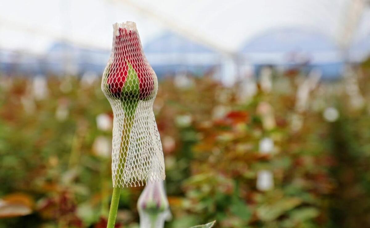 La rosa representa el 15 por ciento de la producción de todo el año / Foto Especial