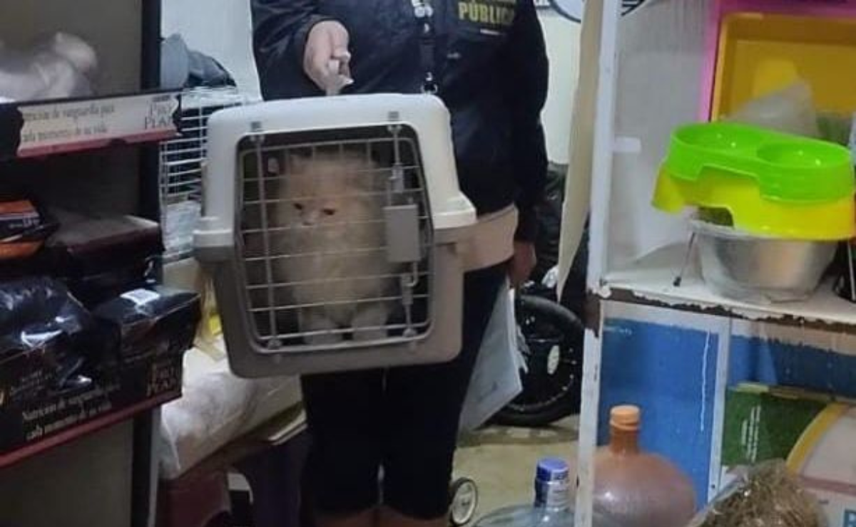 Estos felinos, un perro y un erizo fueron rescatados de un lugar de horror y ahora están a salvo Foto: Especial