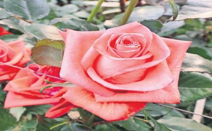 Innovación en la floricultura: Edomex registra 8 nuevas variedades de rosas