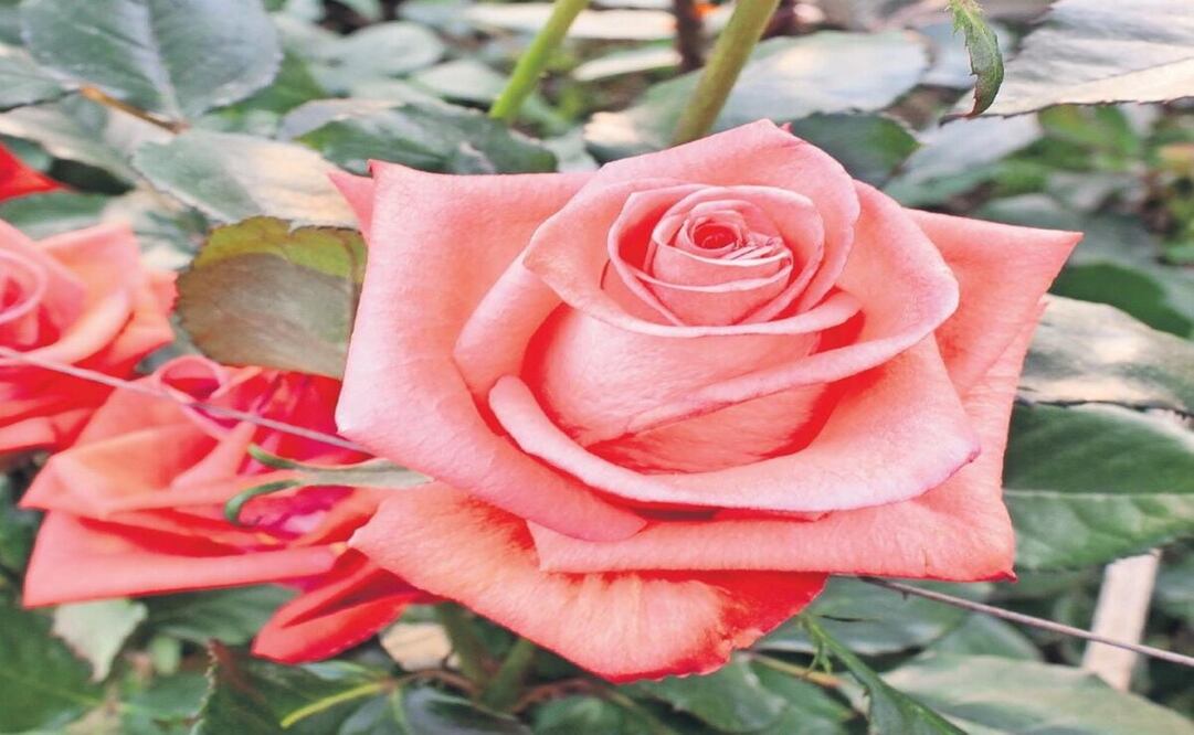 Las nuevas variedades de rosas son más resistentes a las plagas y se adaptan mejor a las condiciones climáticas. Foto: Arturo Hernández / El Universal Estado de México