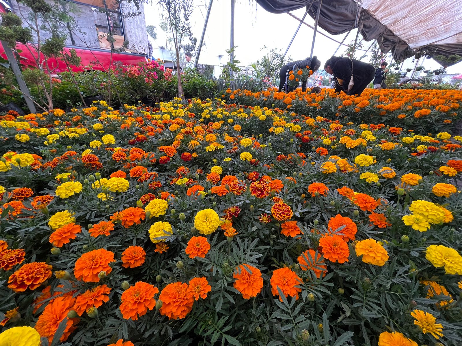 Los productores ofrecen cada maceta de cempasúchil entre 15 y 17 pesos.  Foto Michelle Sánchez