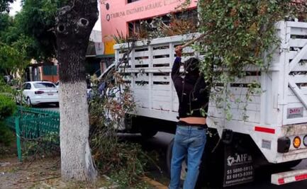 Tlalnepantla enfrenta déficit de arbolado sano