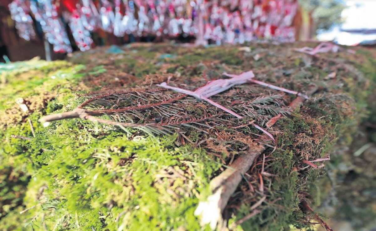 La extracción de musgo y heno es ilegal, debido a que son recursos naturales protegidos por la Norma Oficial Mexicana. Foto: Alejandro Vargas