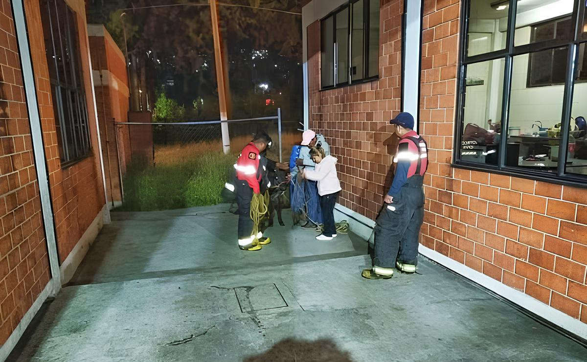 Gracias a un reporte, se rescató a una vaca que deambulaba por Tollocan, siendo devuelta a su dueño. Foto: Especial