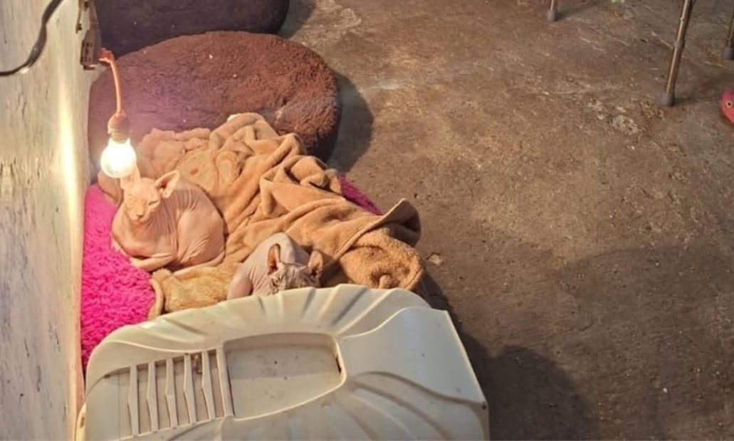 Diversas especies, incluyendo gatos y conejos, presentaban signos de descuido y condiciones insalubres. Foto Especial