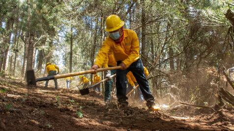 Edomex y Michoacán se unen para proteger bosques fronterizos de plagas y enfermedades forestales 