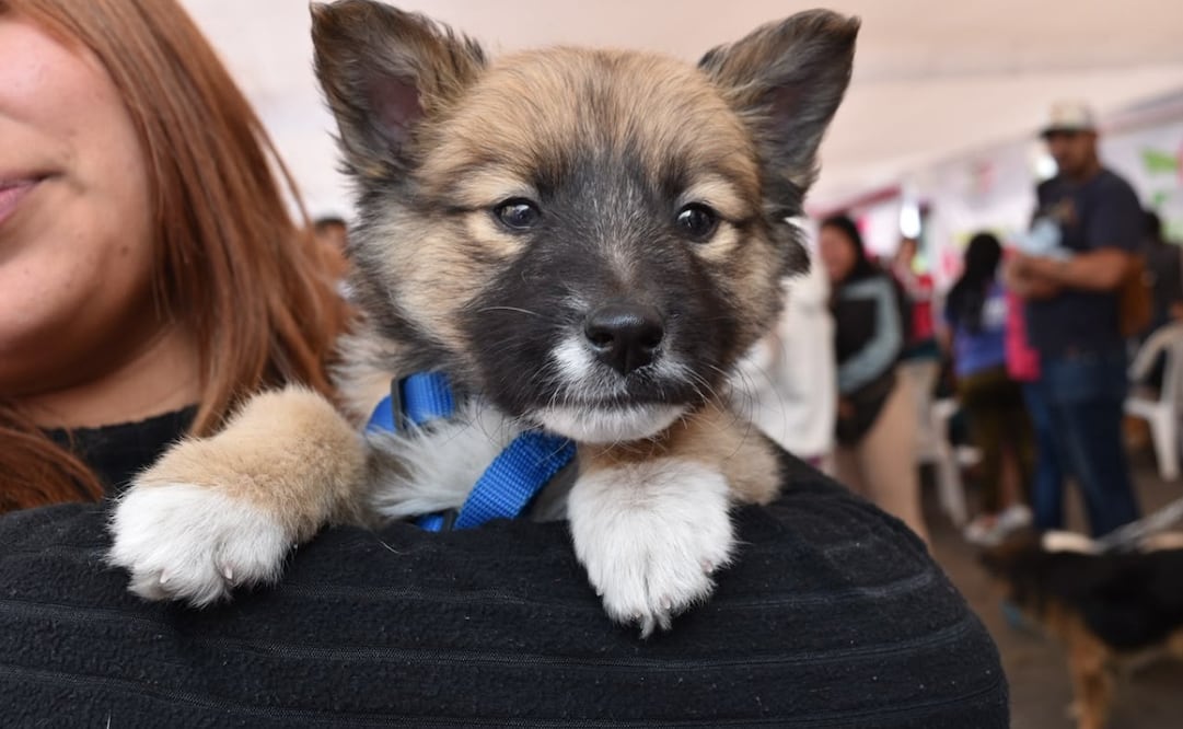 Perros y gatos rescatados reciben valoración médica, vacunación y desparasitación gratuita. Foto Especial