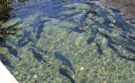 Malinalco alista seis toneladas de trucha arcoíris para Semana Santa