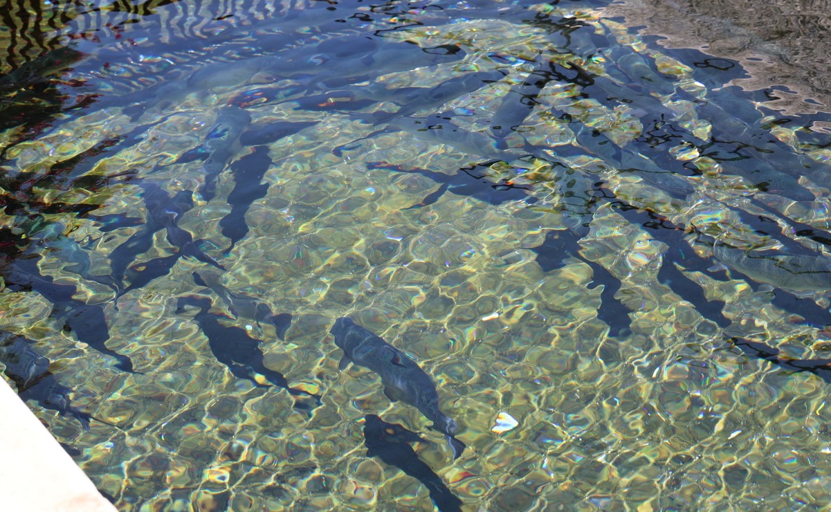 Malinalco alista seis toneladas de trucha arcoíris para Semana Santa