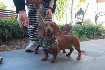Día Mundial del Perro: Edomex promueve la adopción y el cuidado de más de 5 millones de caninos
