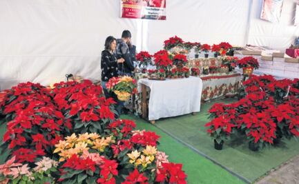 Arranca la Expo Navidad Forestal Estado de México 