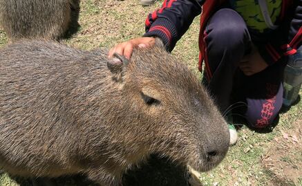 Zacango ofrece una "Experiencia Animal" para convivir con los tiernos capibaras